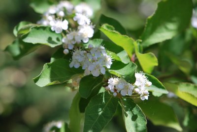 Photinia parvifolia - blýskalka drobnokvětá - kvetoucí větévka